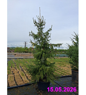 Picea omorika C 90 L